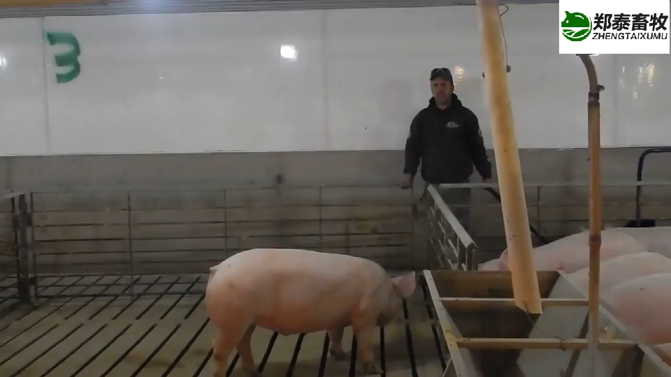 最省力的死猪拖车简便轻巧-郑泰畜牧