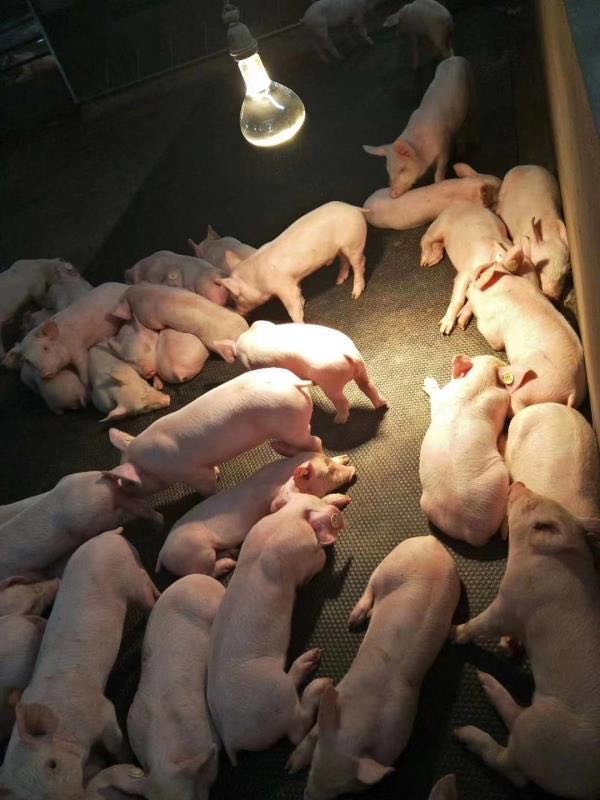 灵宝加厚加重橡胶防滑垫子生产厂家卓越服务