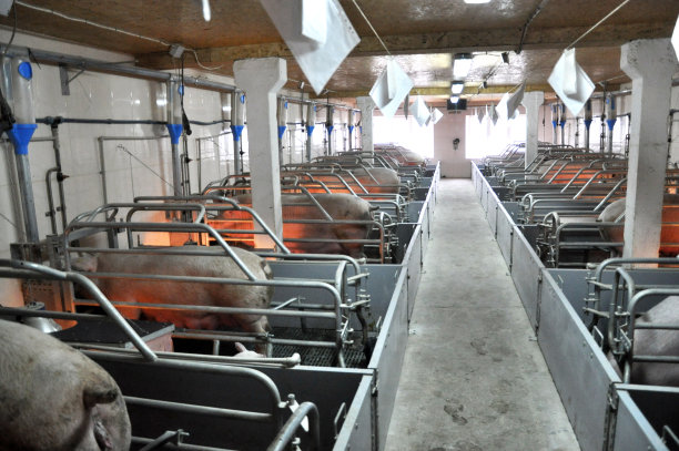 怎样确定猪场的产品方案?